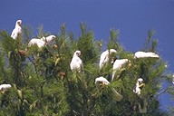 White Kakatoos