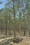 Pine Forest, near Carcans, Mdoc, France