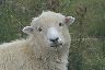 Sheep, 53kB